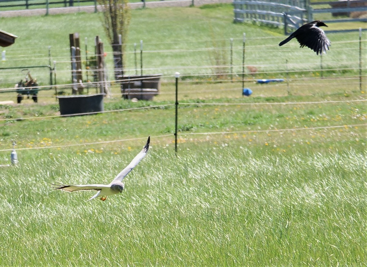 Northern Harrier - ML339050911