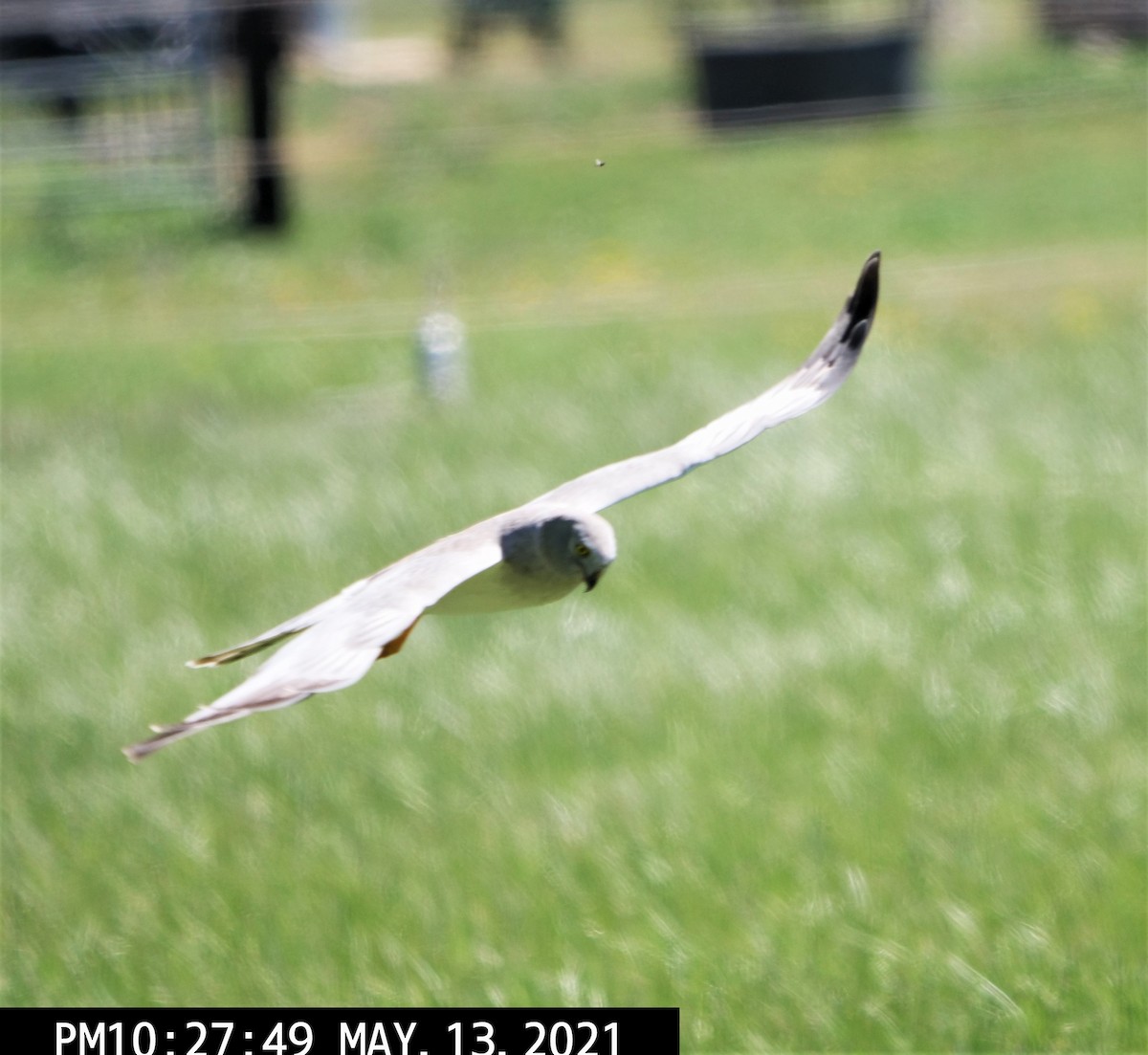 Northern Harrier - ML339050961