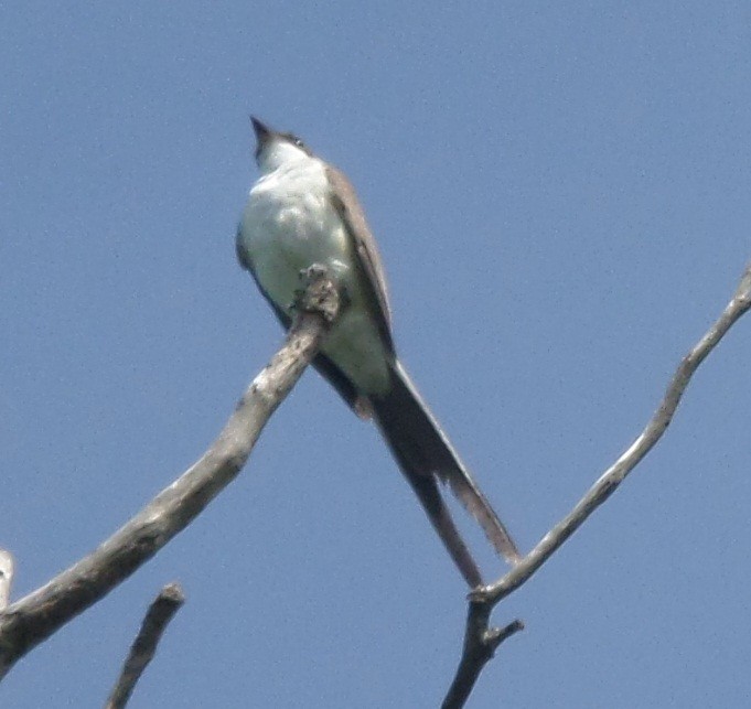 Fork-tailed Flycatcher - Alfredo Correa