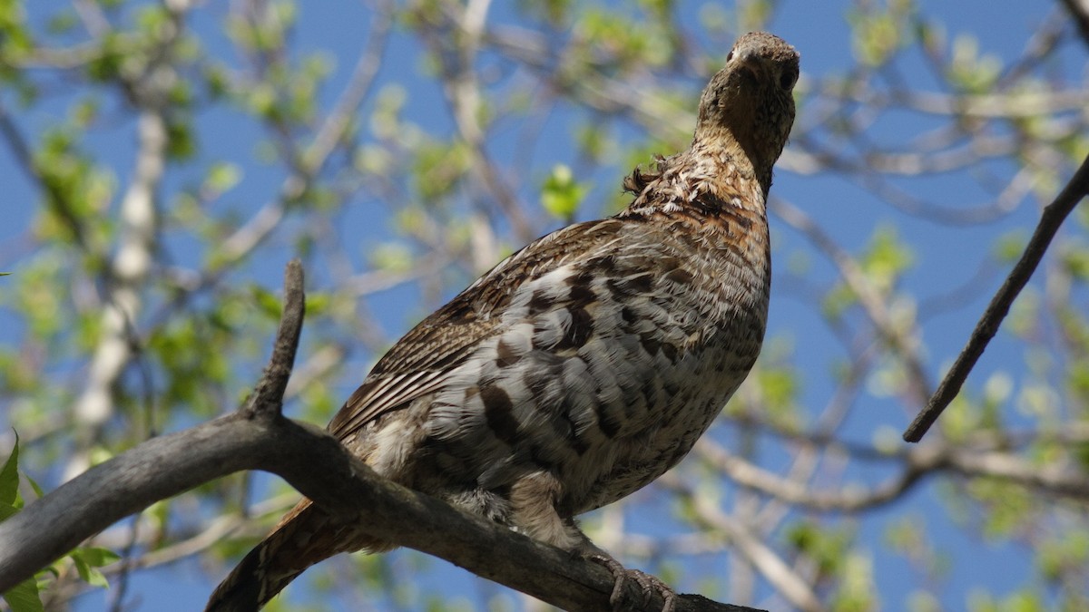 Ruffed Grouse - Heinreich Schmuhl