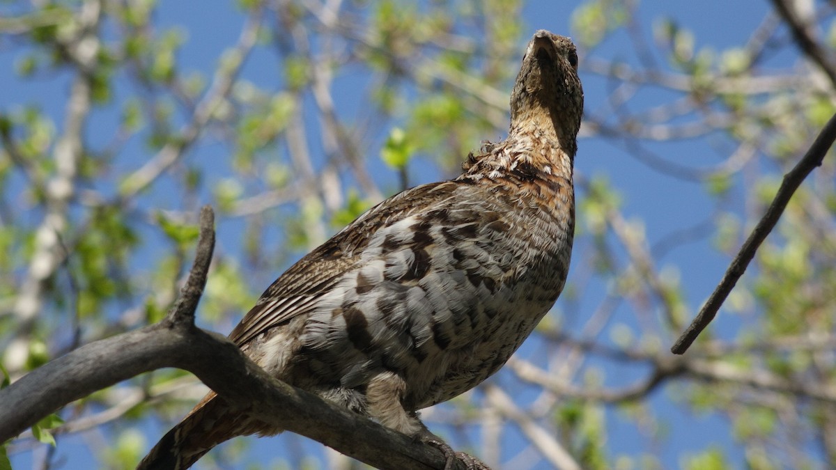 Ruffed Grouse - Heinreich Schmuhl