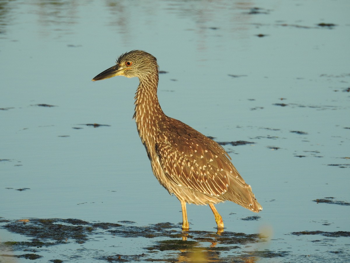 Yellow-crowned Night Heron - Donald A. Sutherland