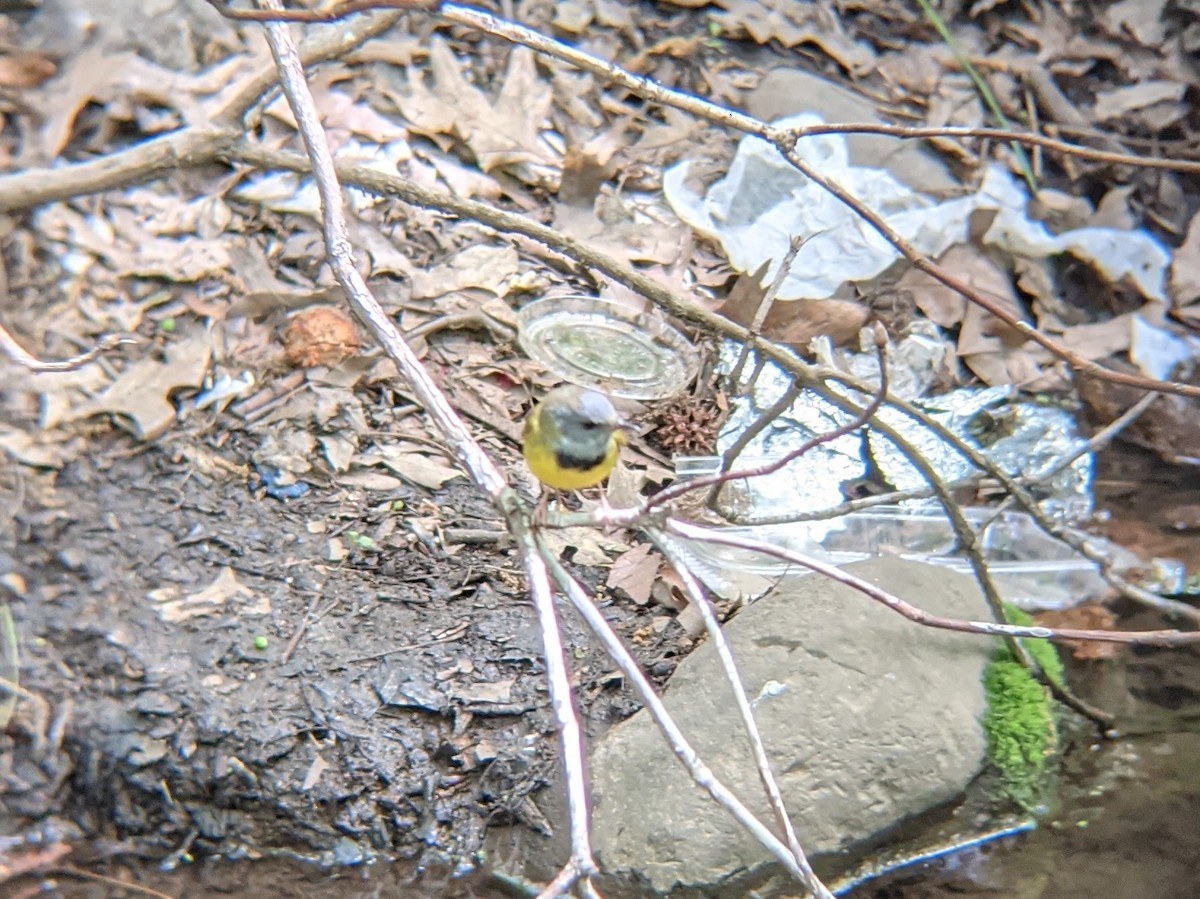 Mourning Warbler - ML339053041