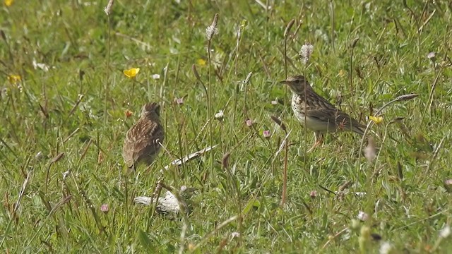 Wood Lark - ML339053181