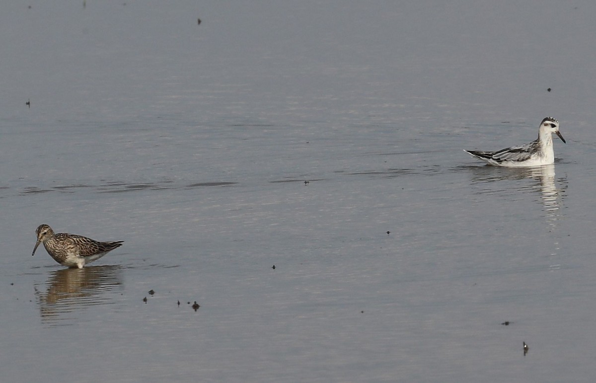 Phalarope à bec large - ML33905361