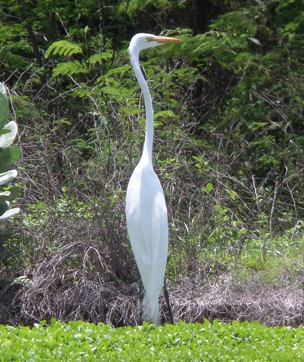 Great Egret - Alfredo Correa