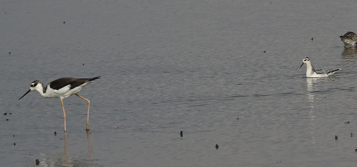 Red Phalarope - Charles Lyon