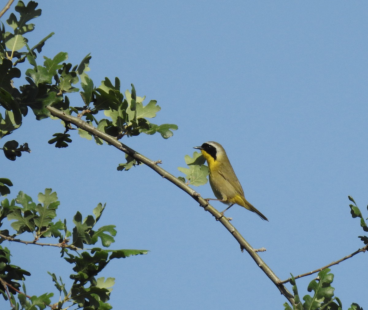 Common Yellowthroat - ML339054461