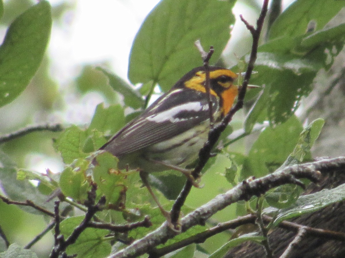 Blackburnian Warbler - ML339054581