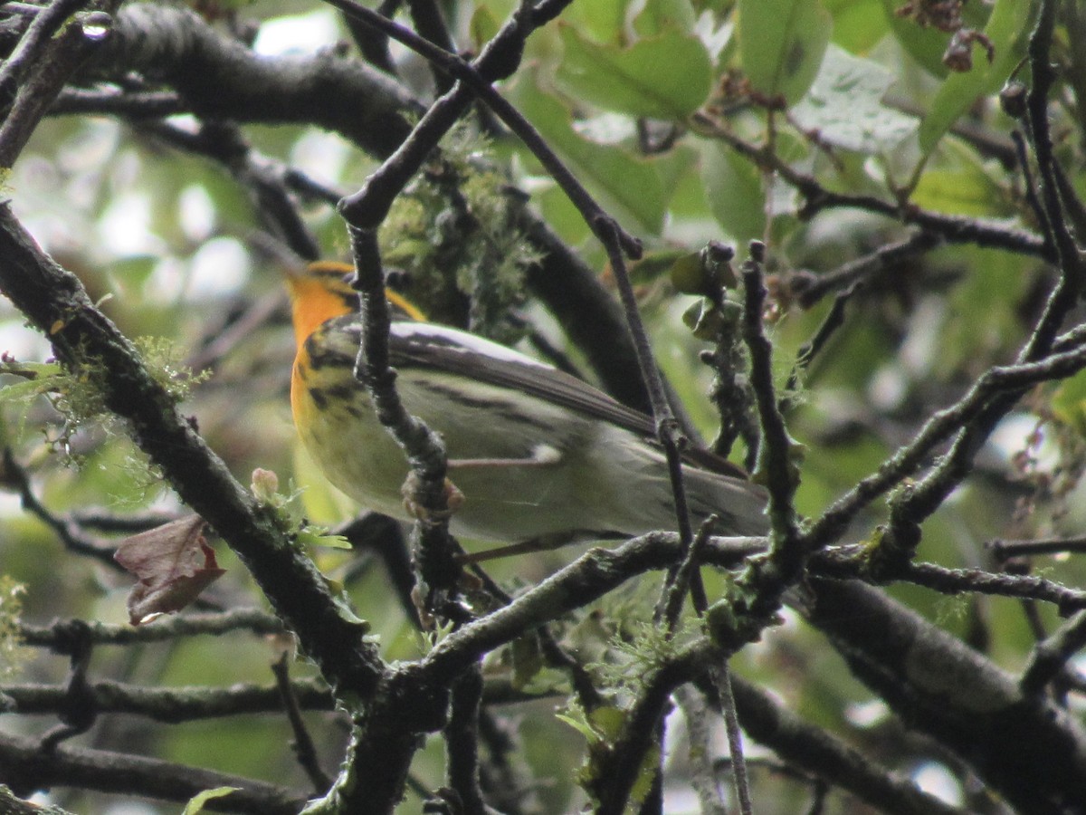 Blackburnian Warbler - ML339054701