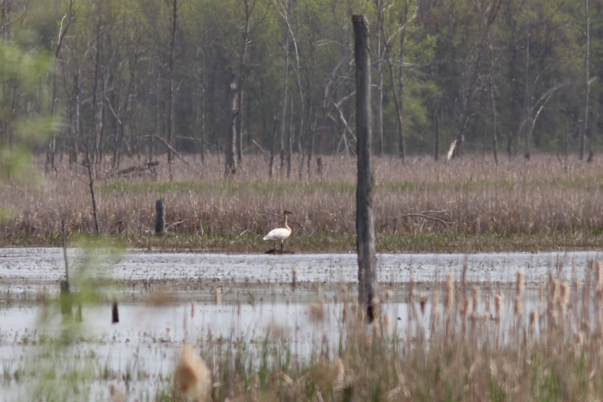 Trumpeter Swan - ML339055591