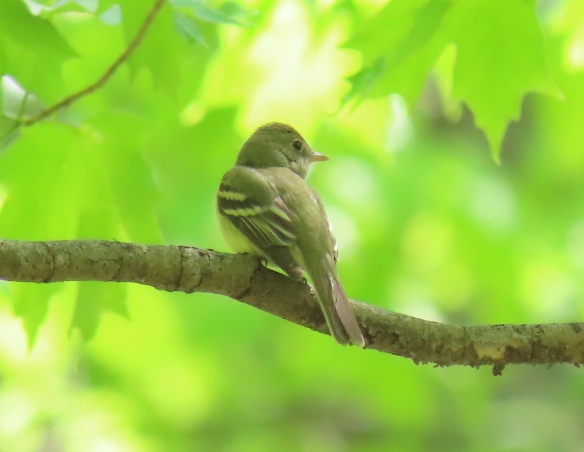 Acadian Flycatcher - Debbie van Zyl