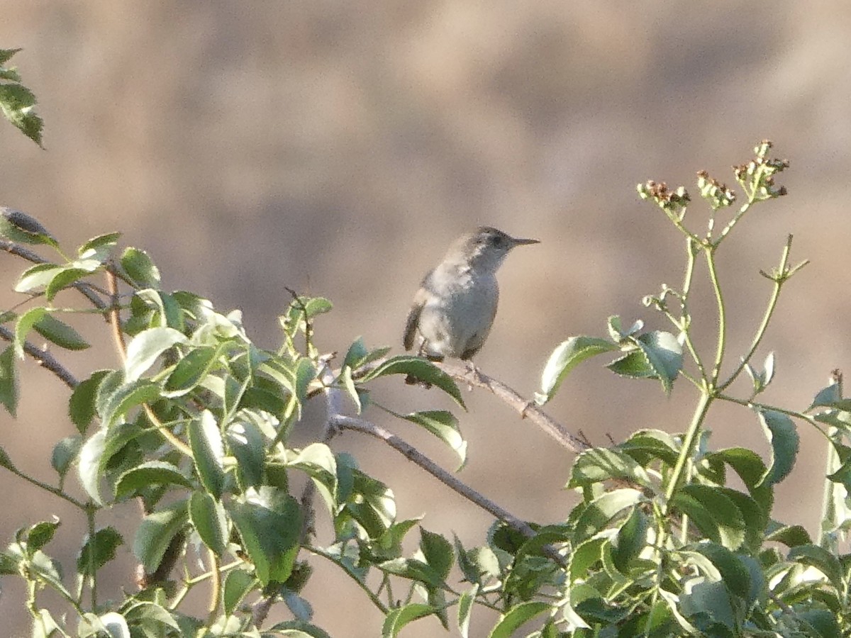 House Wren - ML339059161