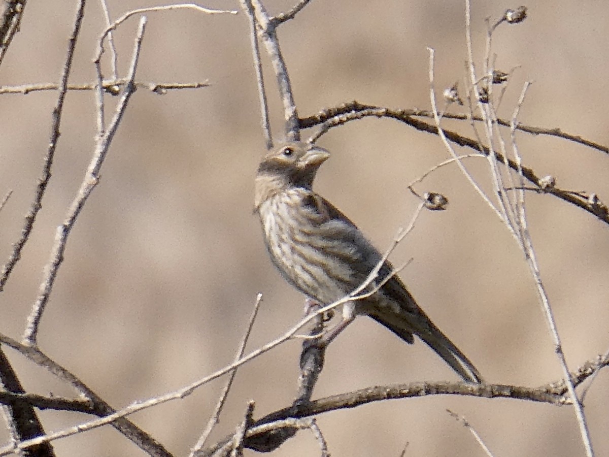 House Finch - ML339059781