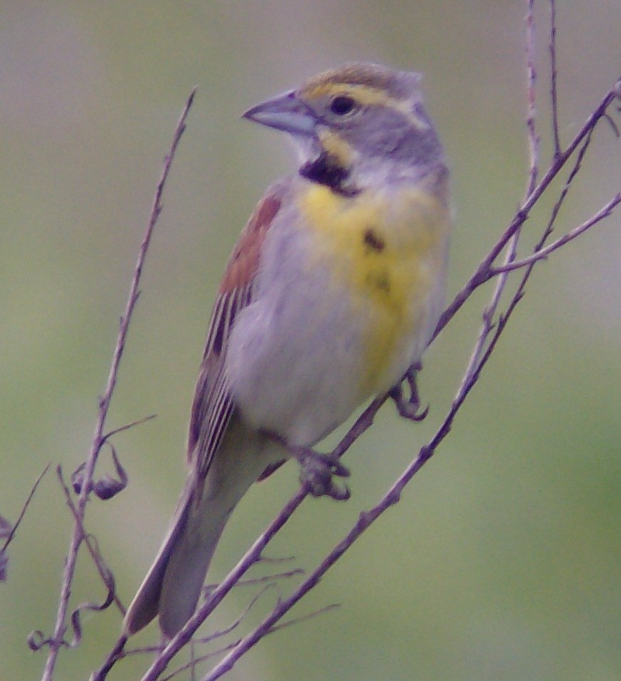 Dickcissel - ML33905981