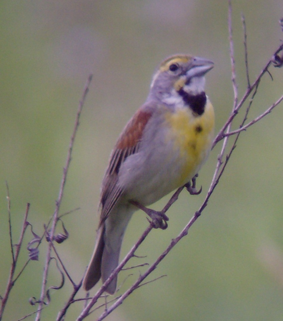 Dickcissel - ML33905991