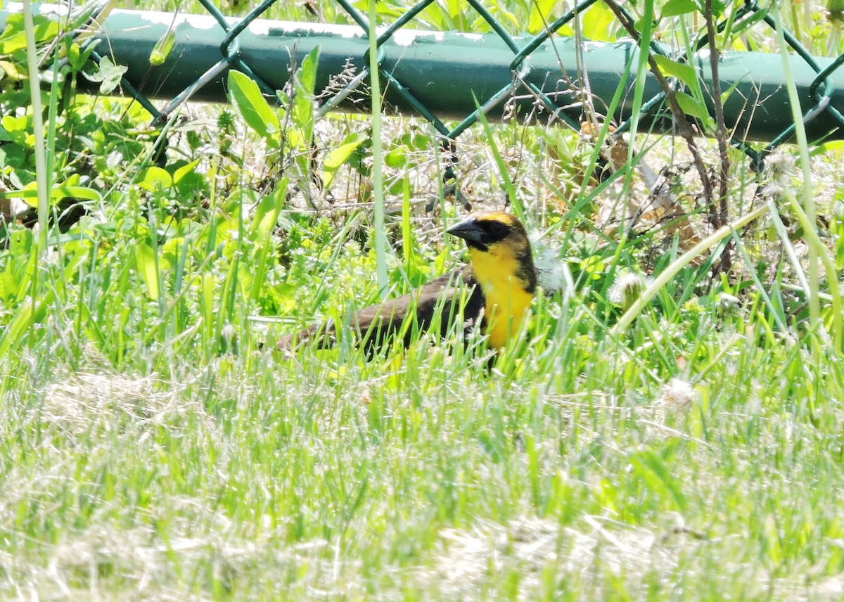 Yellow-headed Blackbird - ML339060331