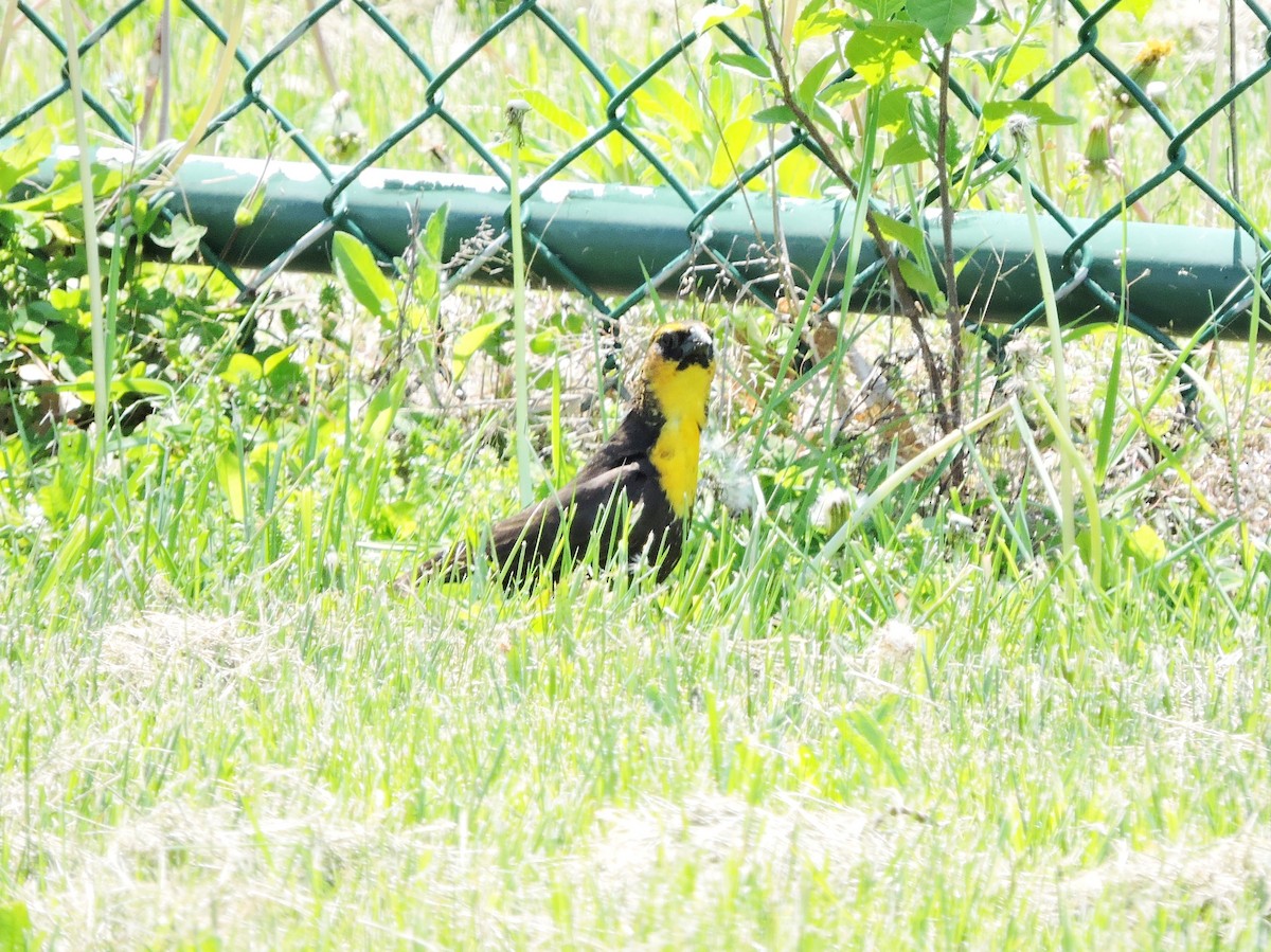 Yellow-headed Blackbird - ML339060361