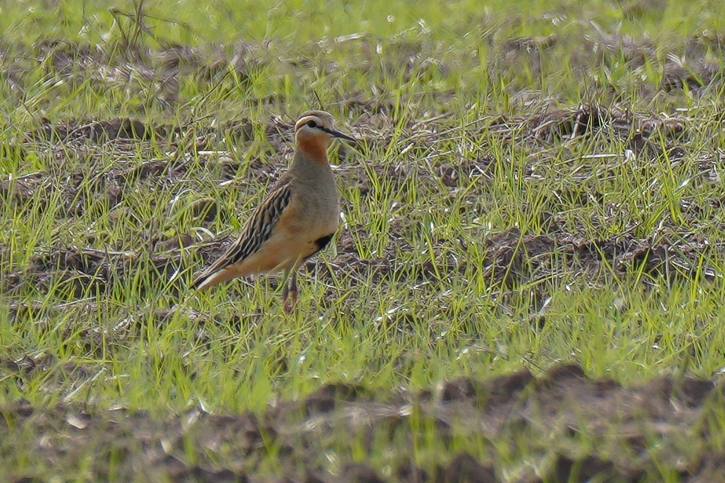 Tawny-throated Dotterel - Luis Piñeyrua