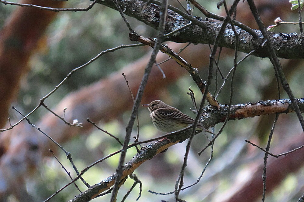 Tree Pipit - ML339062771