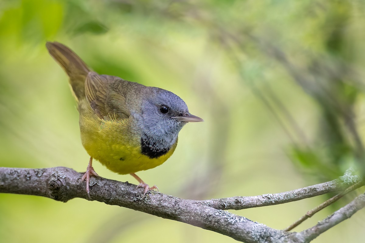 Mourning Warbler - ML339063431