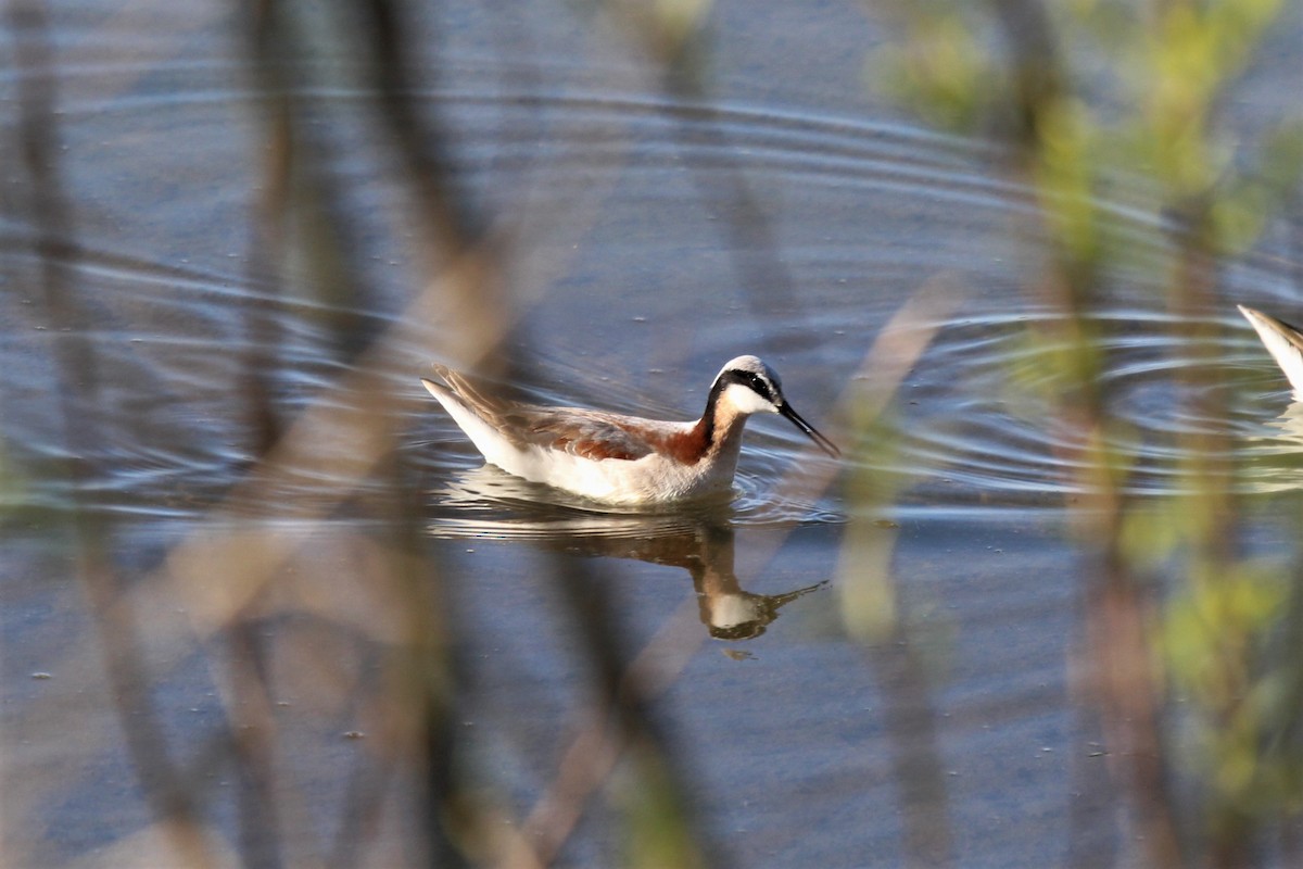 Falaropo Tricolor - ML339064551