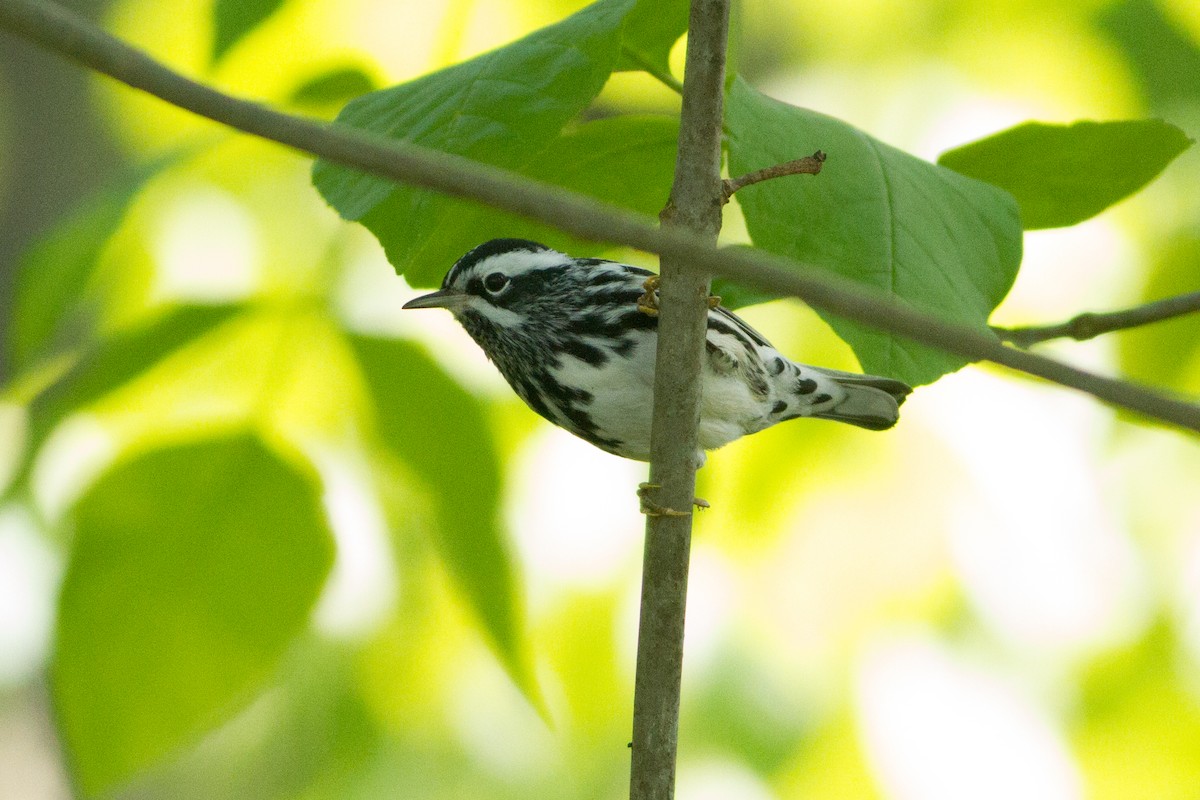 Black-and-white Warbler - ML33906651