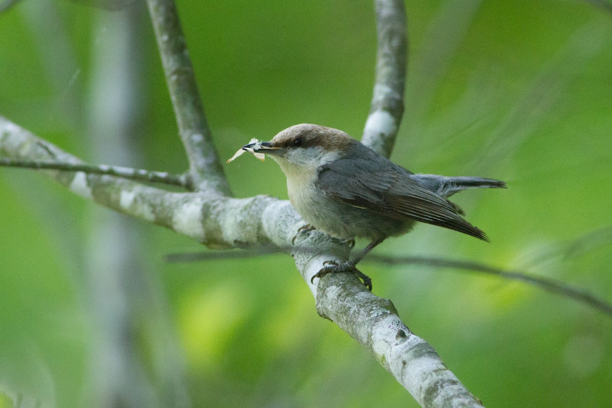 Brown-headed Nuthatch - ML33906751
