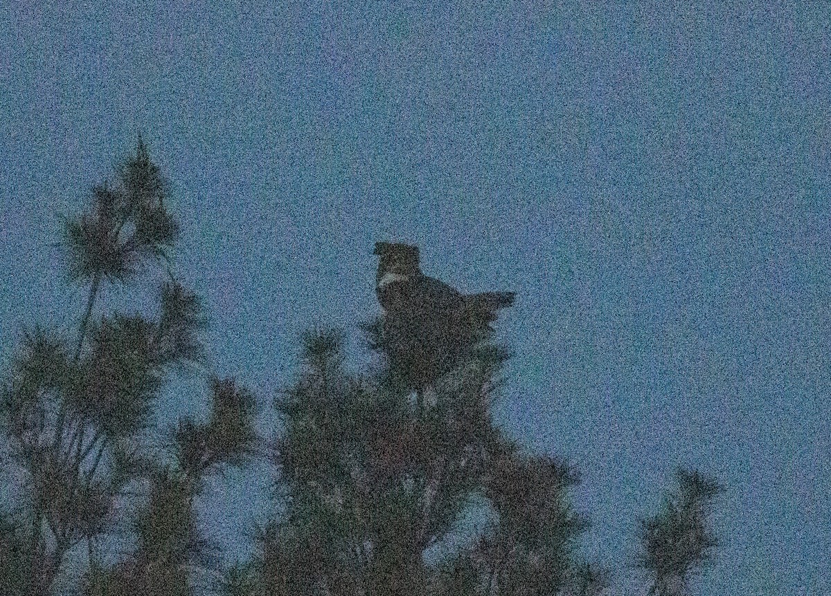 Great Horned Owl - Kalpesh Krishna