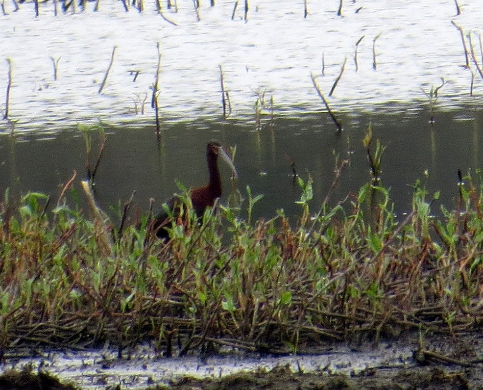 White-faced Ibis - Pam Campbell