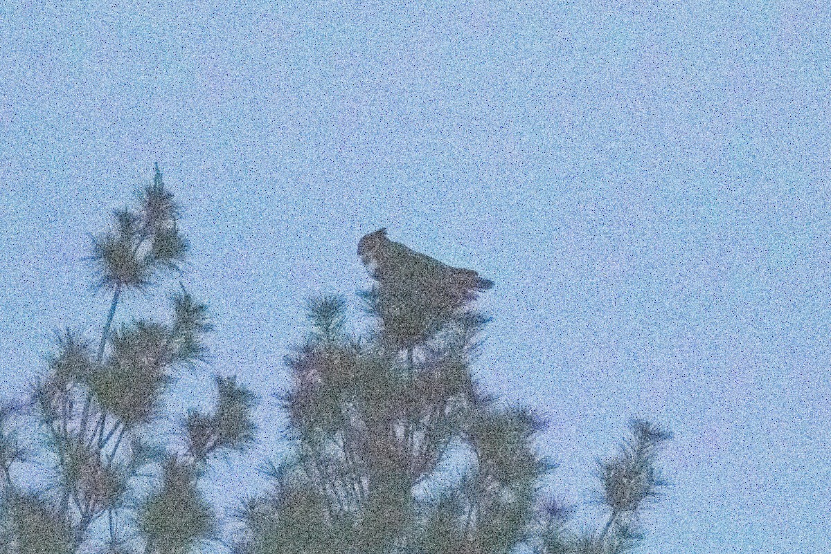 Great Horned Owl - Kalpesh Krishna