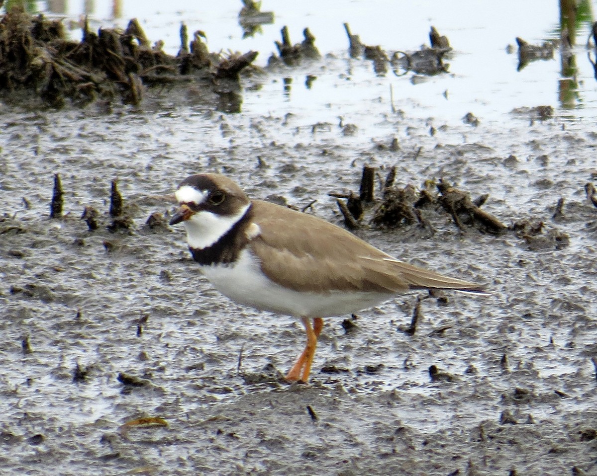 Semipalmated Plover - ML339068141