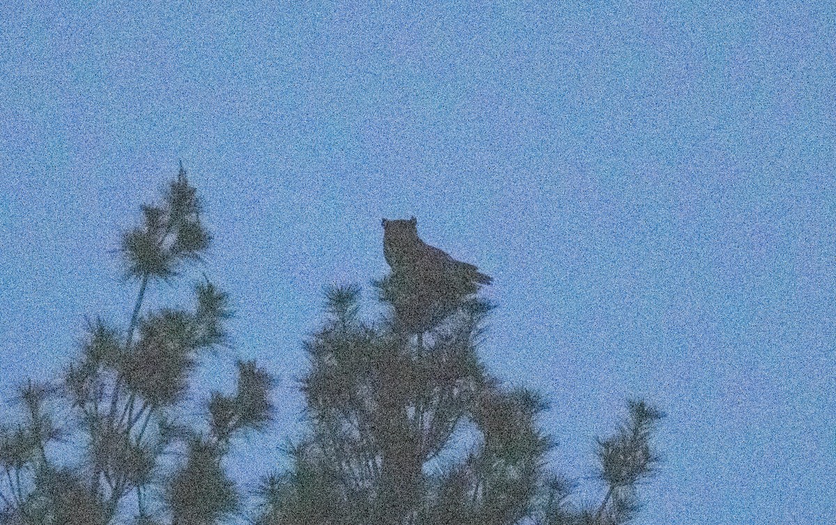 Great Horned Owl - Kalpesh Krishna