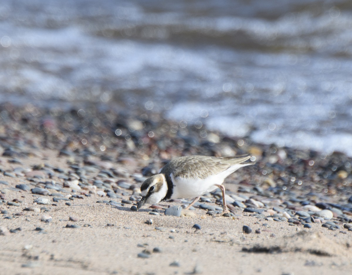 kulík tlustozobý - ML339068351