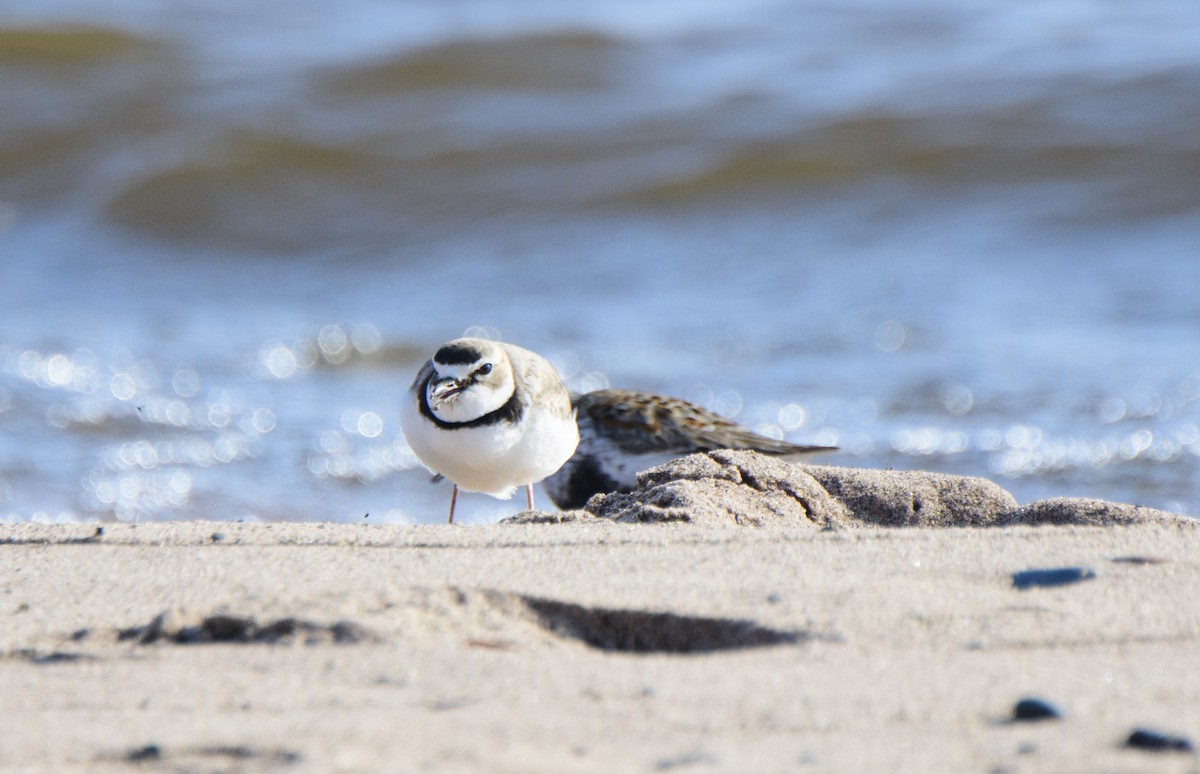 kulík tlustozobý - ML339068701