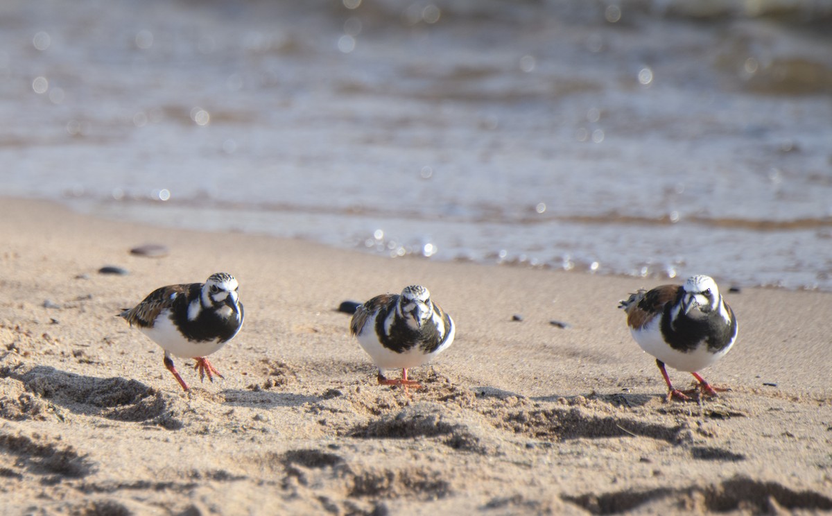 kamenáček pestrý - ML339069191
