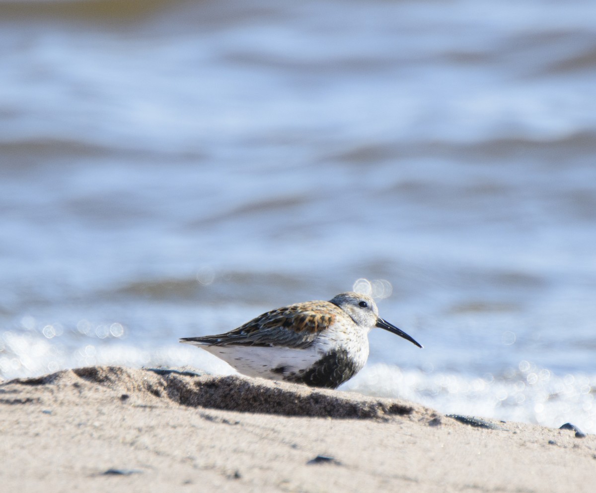 jespák obecný - ML339069401