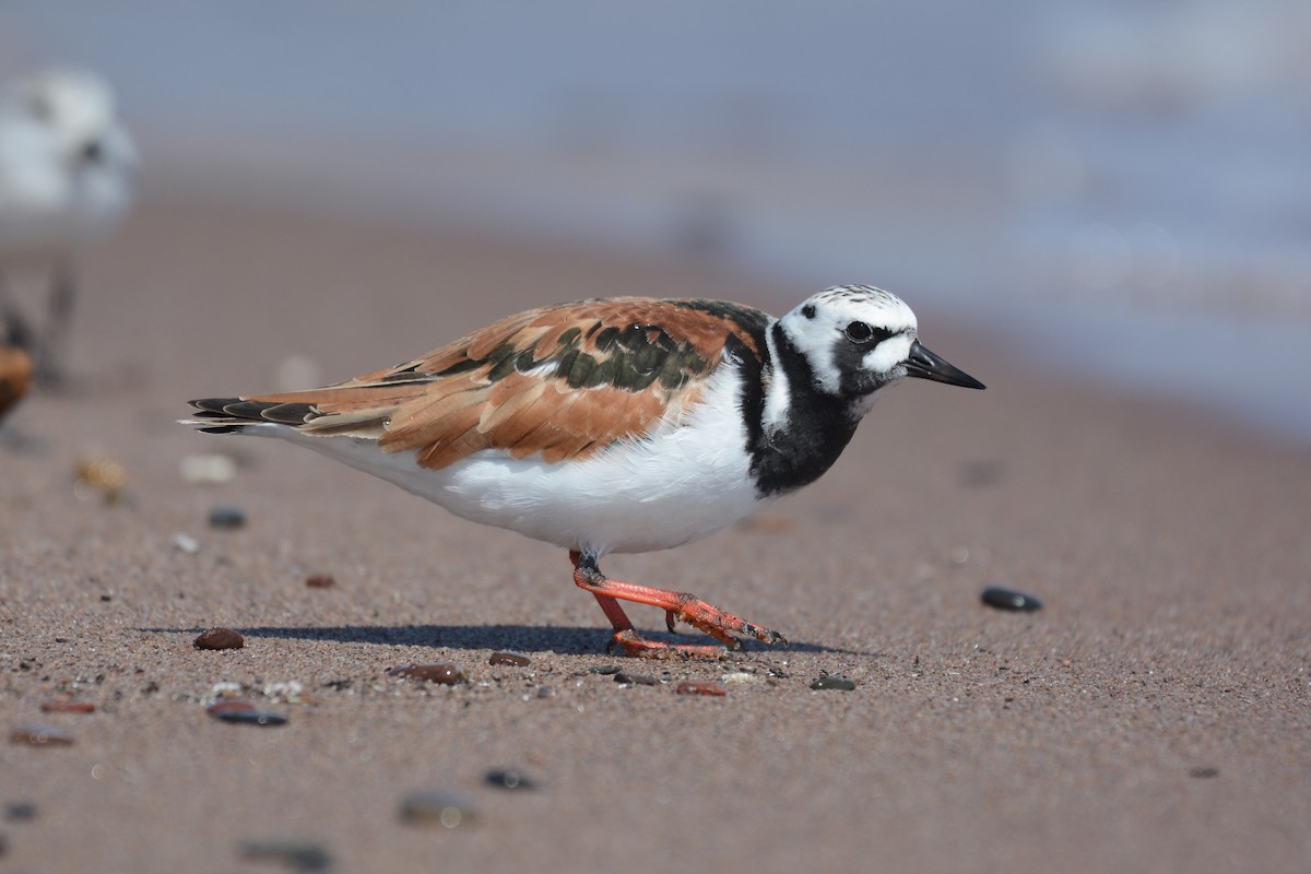 Ruddy Turnstone - ML339069441