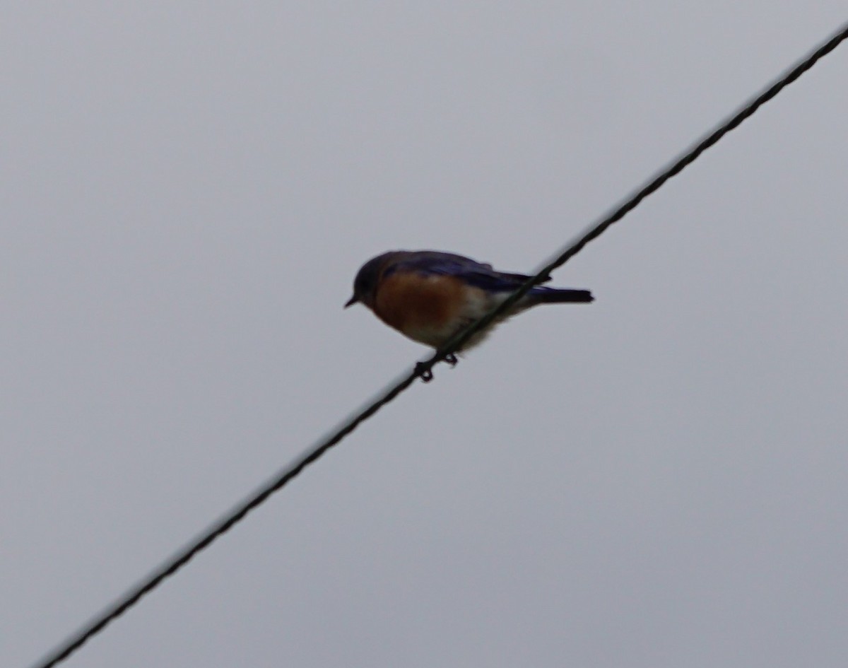 Eastern Bluebird - ML339072271