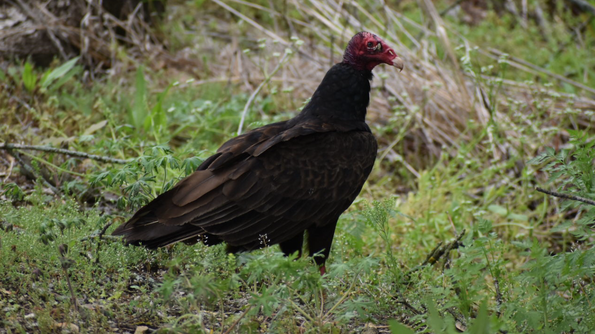 Sai indioilarra - ML339072621