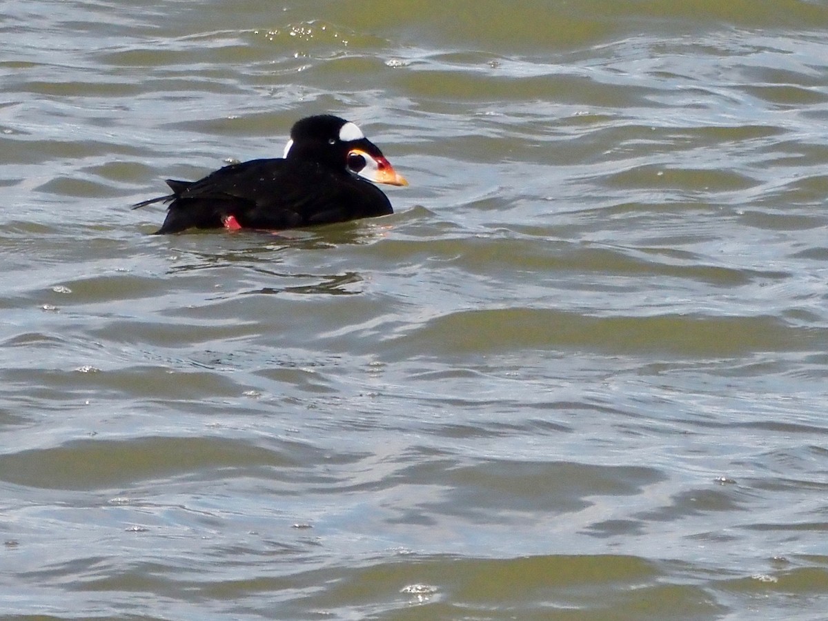 Surf Scoter - ML339073691