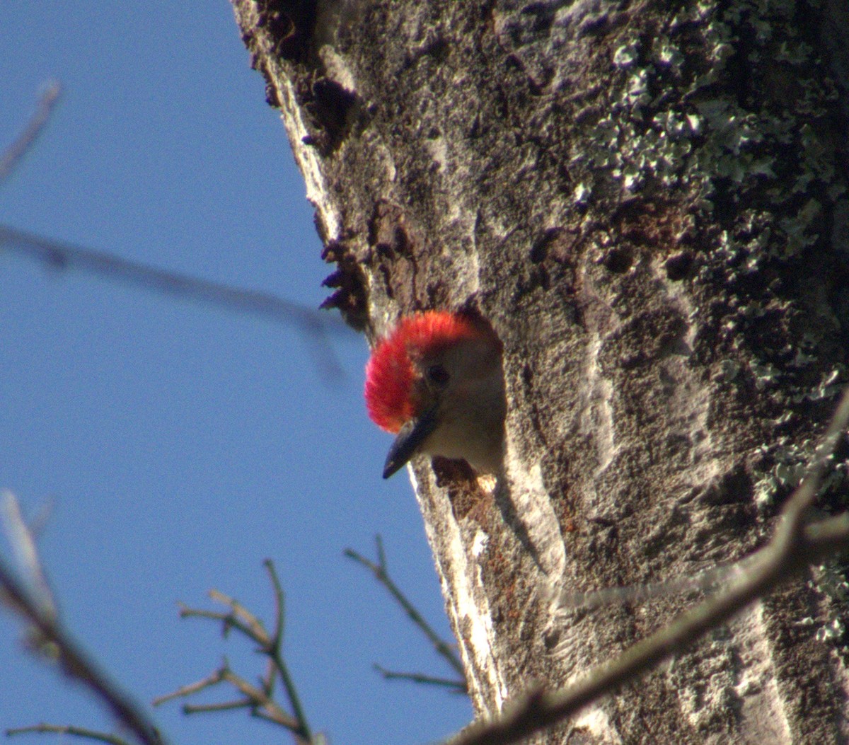 Red-bellied Woodpecker - ML339074531