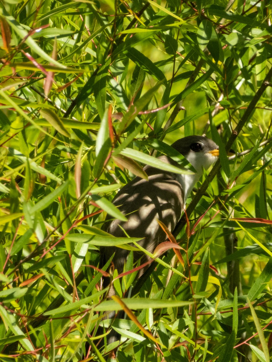 Yellow-billed Cuckoo - ML339075211