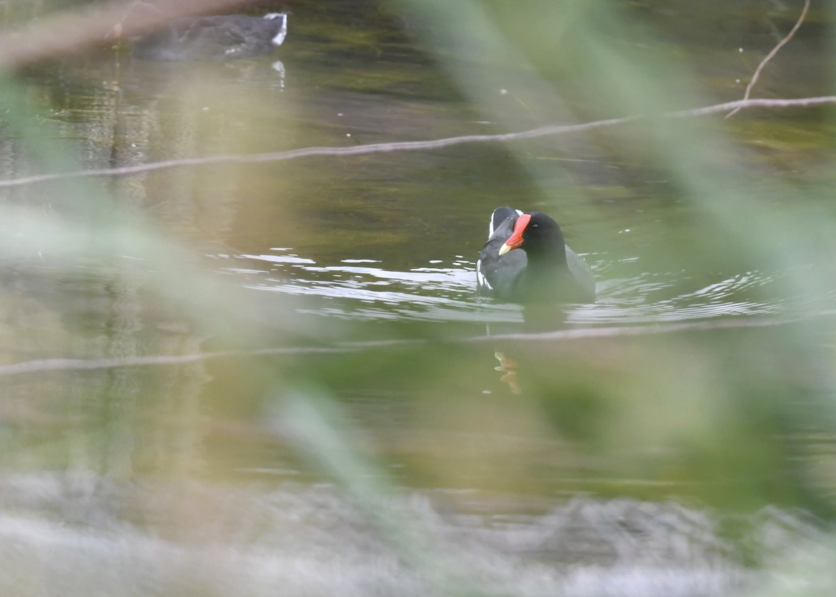 Common Gallinule - VERONICA ARAYA GARCIA
