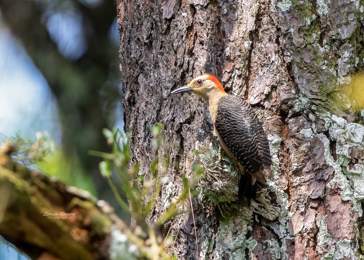 Golden-fronted Woodpecker - Sergio Romero