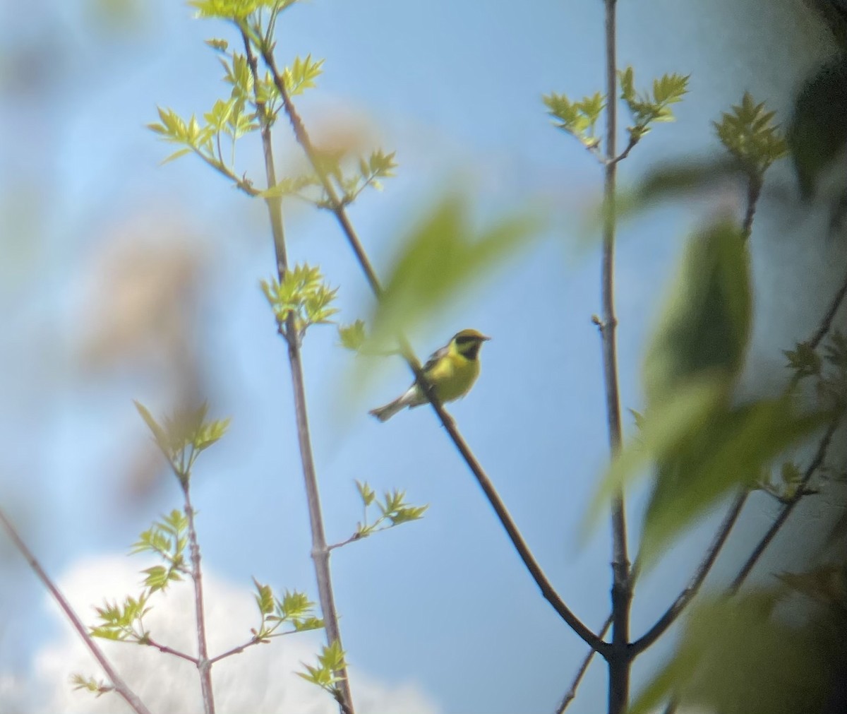 Lawrence's Warbler (hybrid) - ML339080581