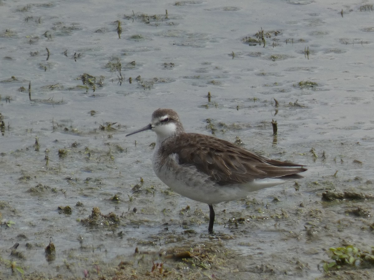 Wilson's Phalarope - james holdsworth