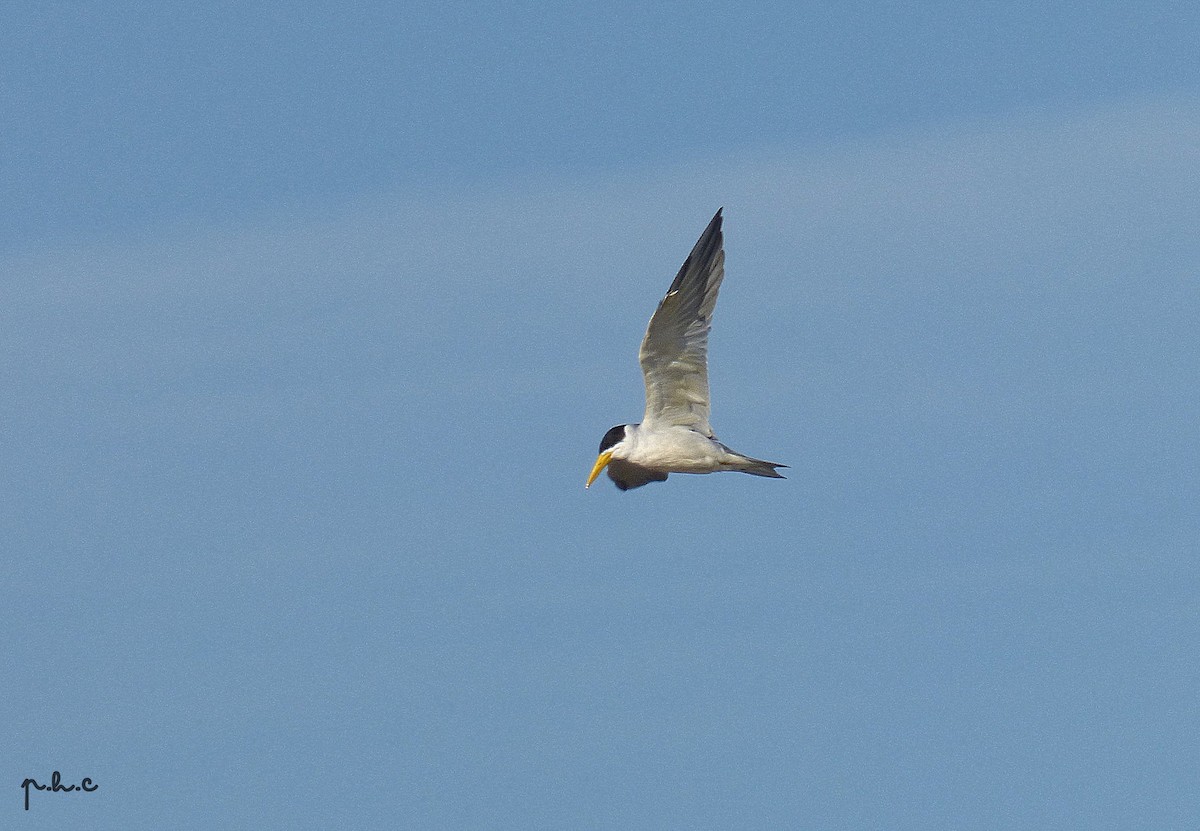 Large-billed Tern - ML339081611