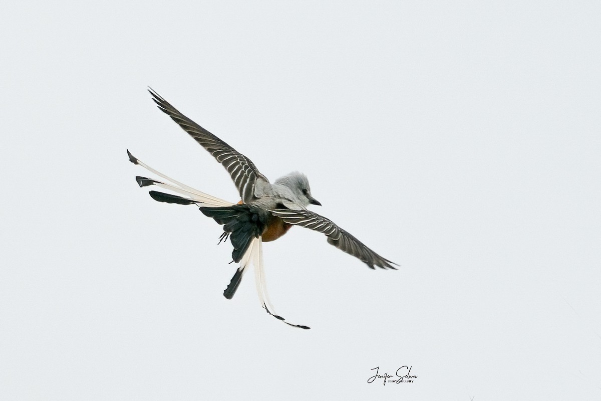 Scissor-tailed Flycatcher - Jen Selwa