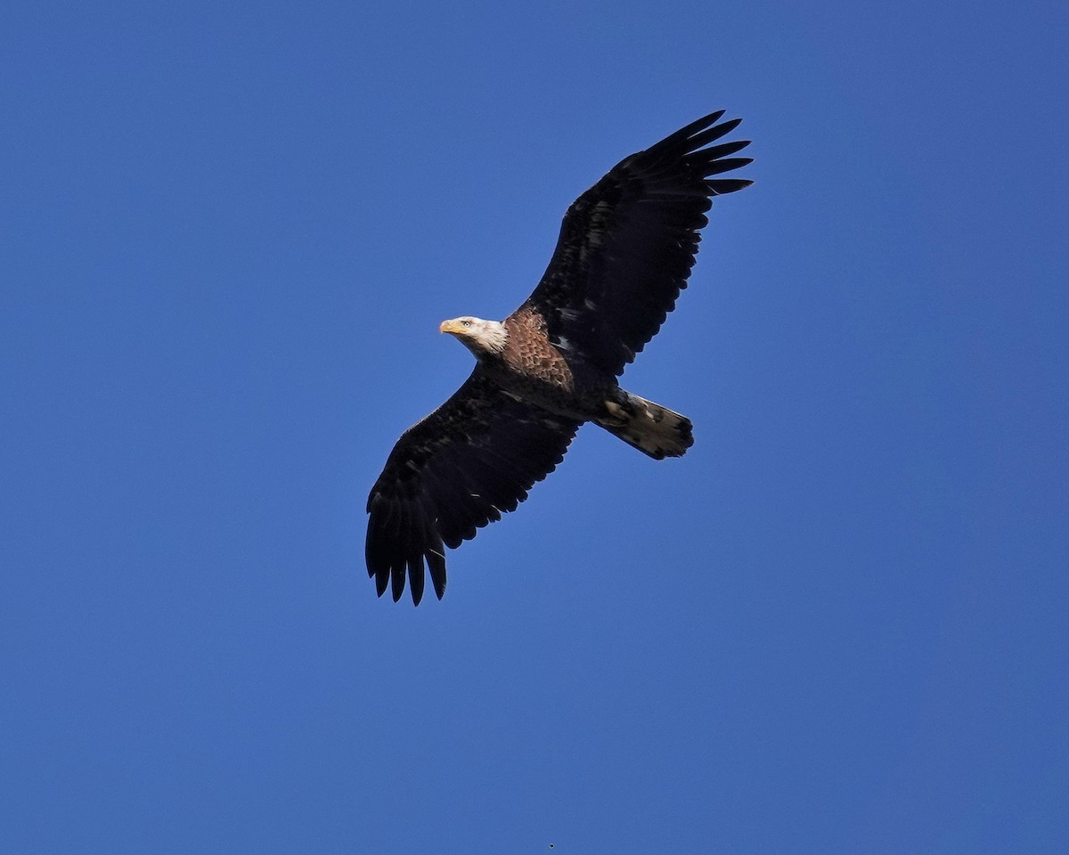 Weißkopf-Seeadler - ML339081841